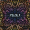 Amigdala